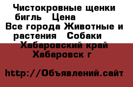 Чистокровные щенки бигль › Цена ­ 15 000 - Все города Животные и растения » Собаки   . Хабаровский край,Хабаровск г.